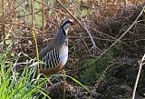 Red-legged Partridgeborder=